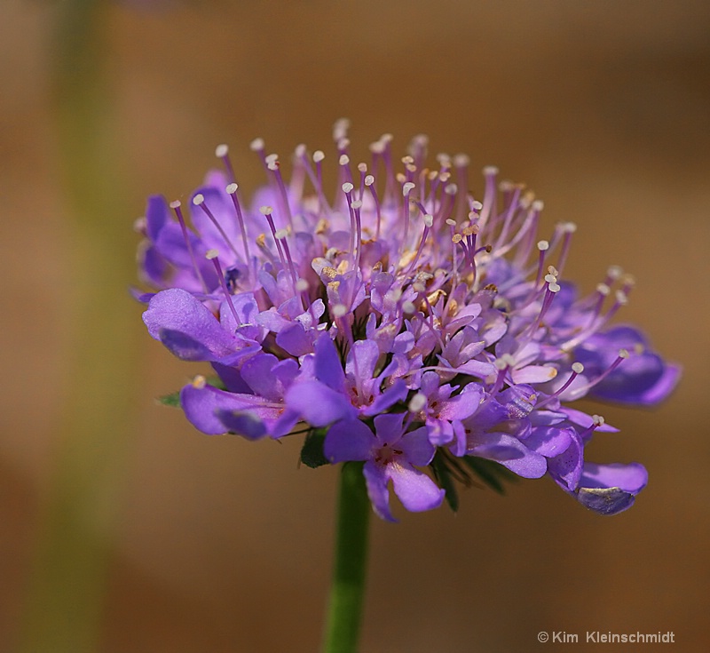 Pin Cushion Flower