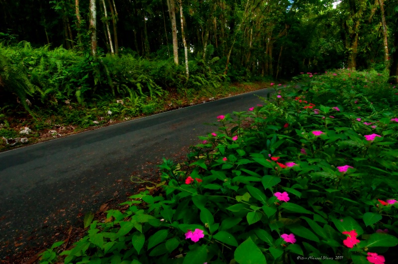 Garden Route to El Yunque