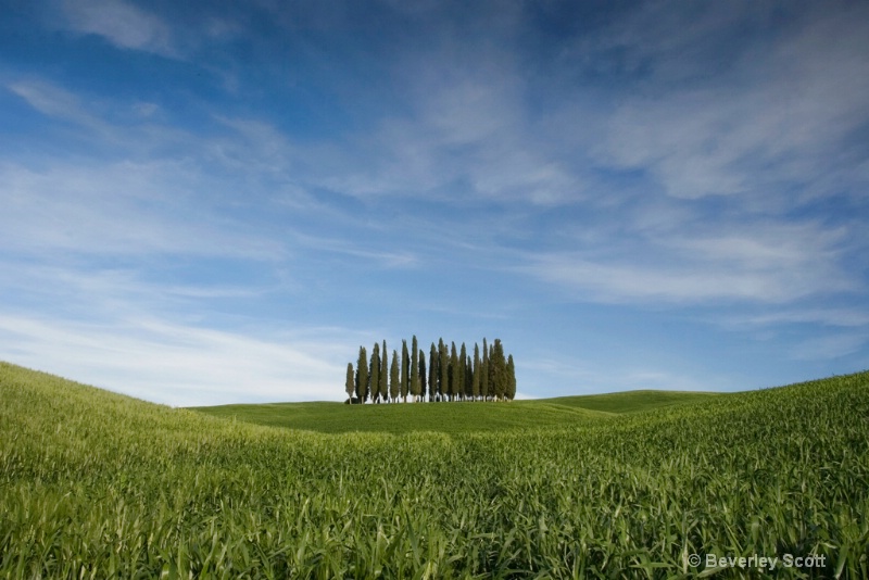 Tuscan Fields 2
