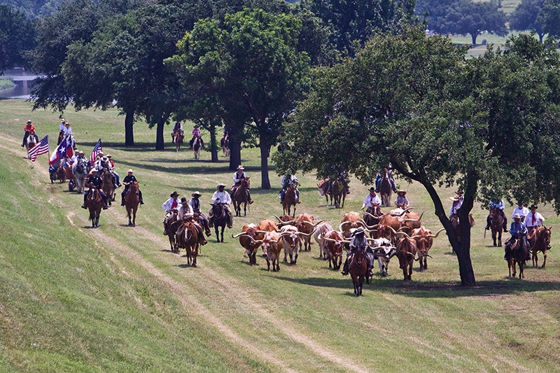 Cattle Drive - Fort Worth Texas