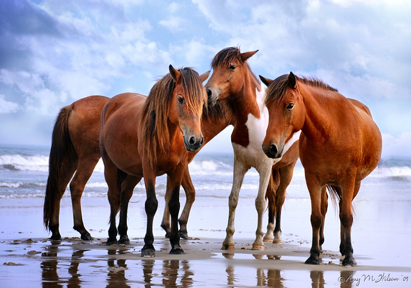 Beach Beauties