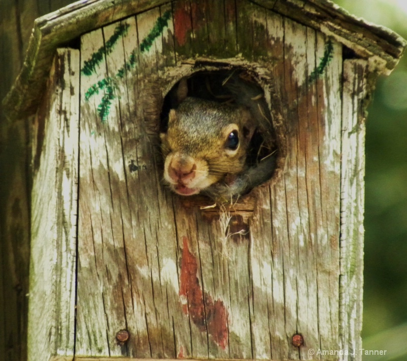 Bird House Squirrel