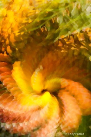 Pineapple Swirl