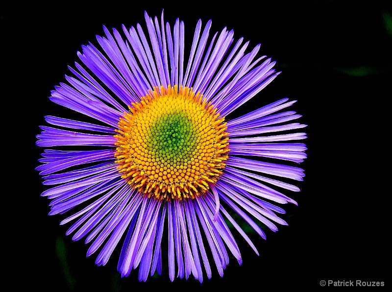 Aster