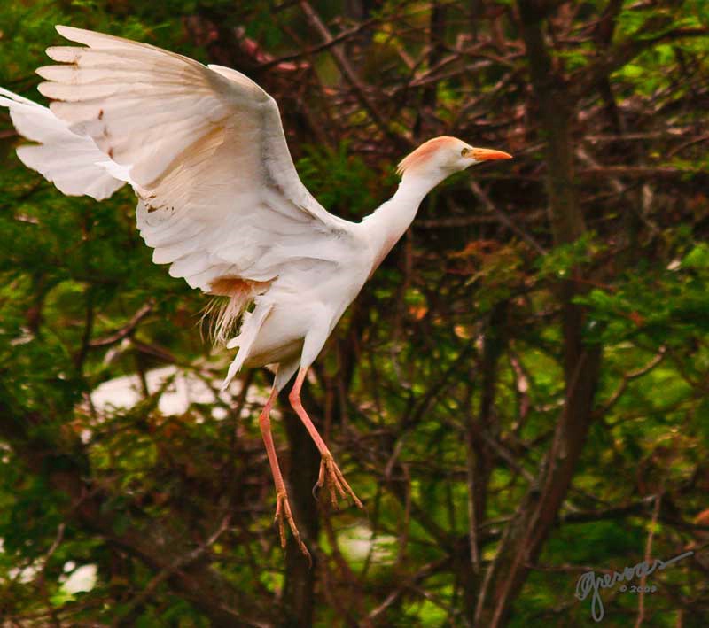egret-in-flight