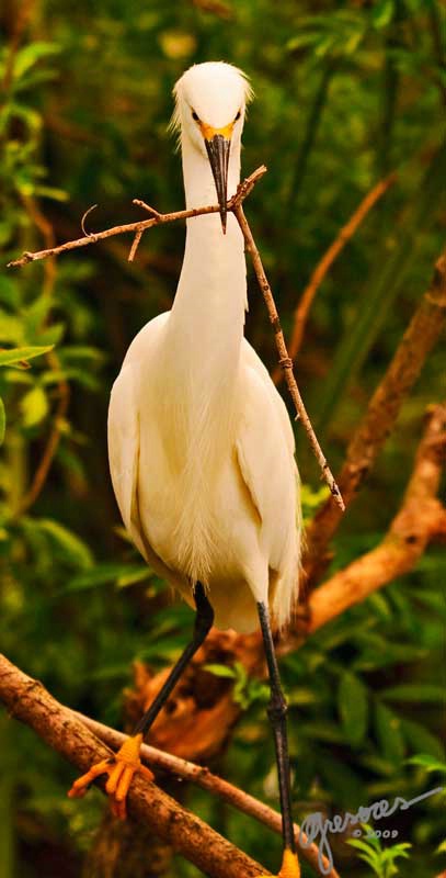 egret-staring-down