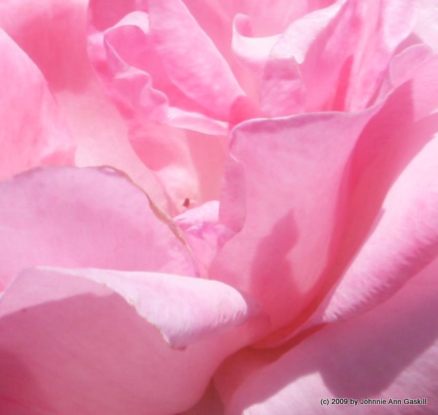 Profusion of Pink Petals