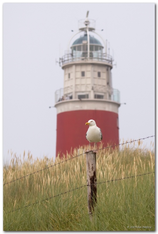 The gull and the lighthouse