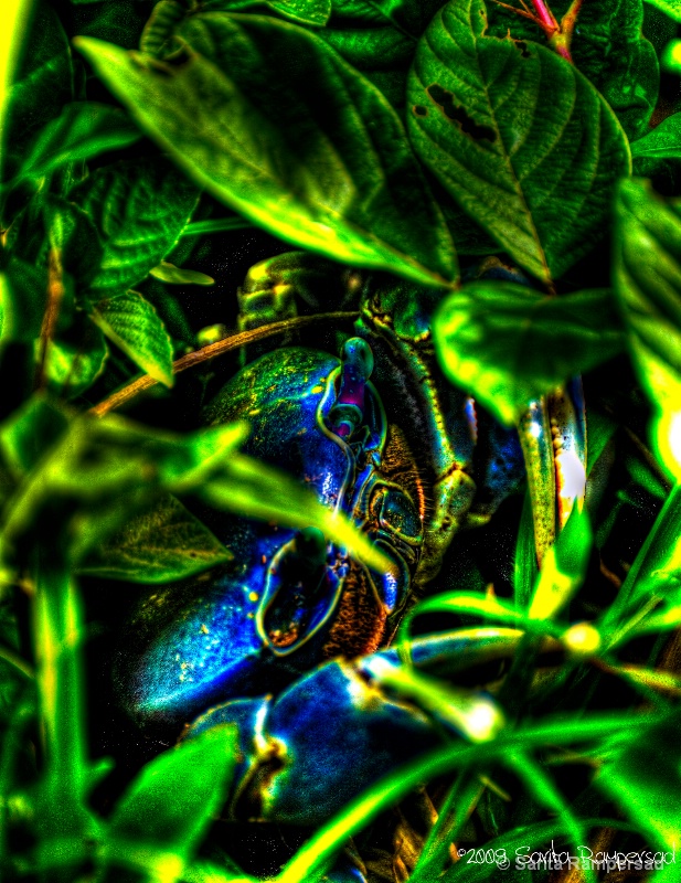 HDR Crabby