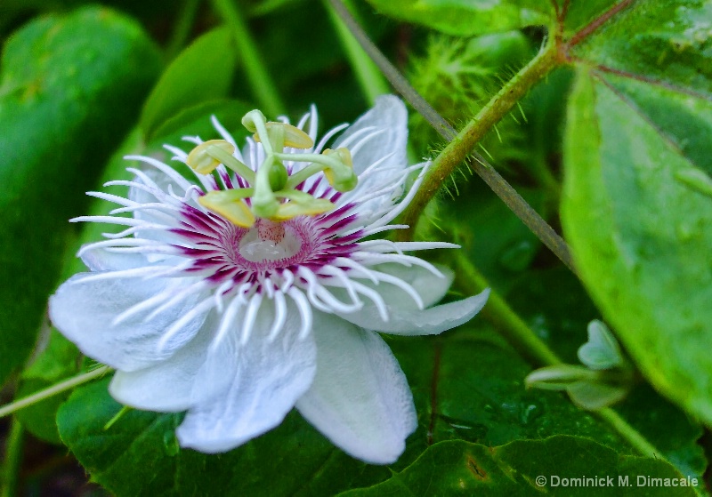 THE PASSION FLOWER