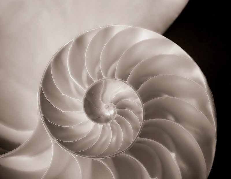 Nautilus Shell Detail