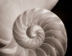 Nautilus Shell De...
