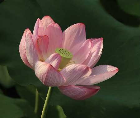 Mature Lotus Blossom