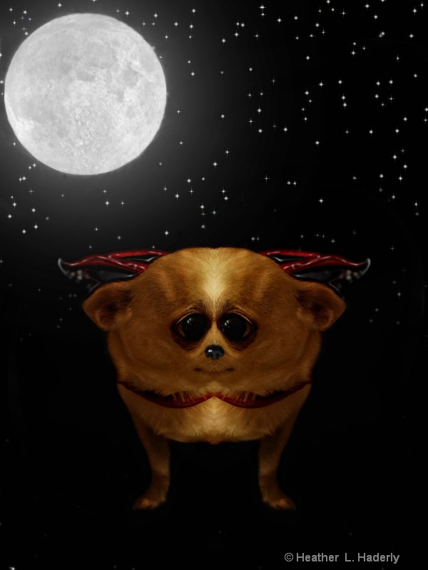 Cuddly vampire chihuahuas from space