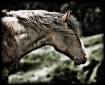 Unbridled
