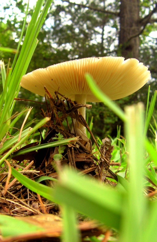grass looks at mushroom