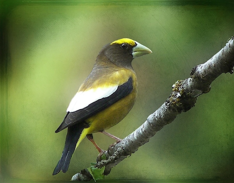 Evening Grosbeak