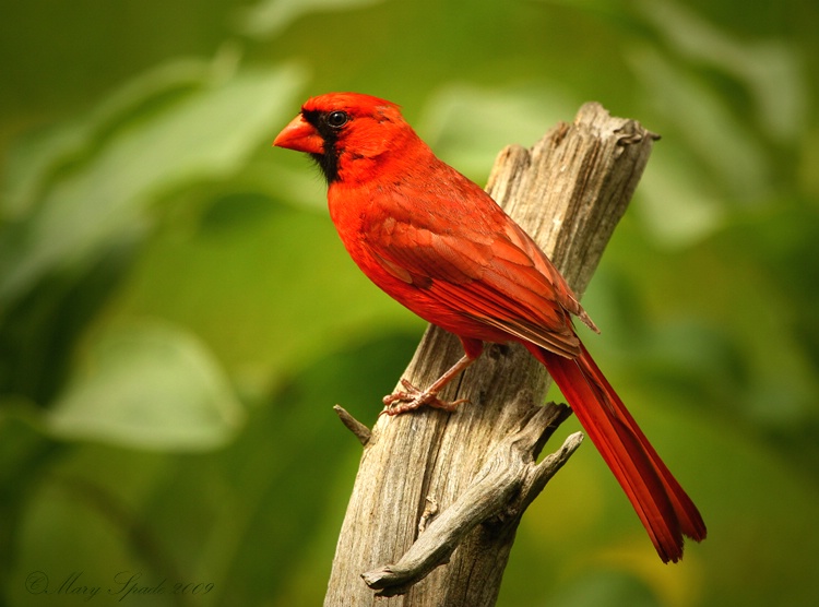  Summer  Cardinal