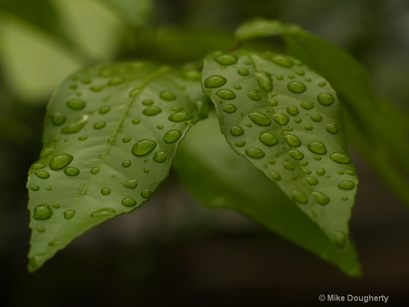 Drops On Lime Leaves