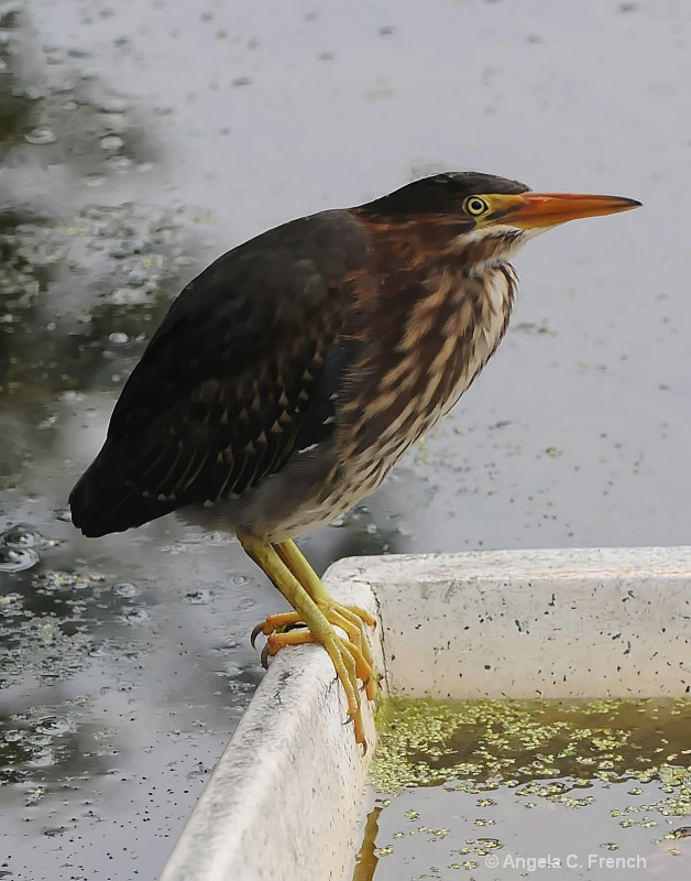 Young Heron