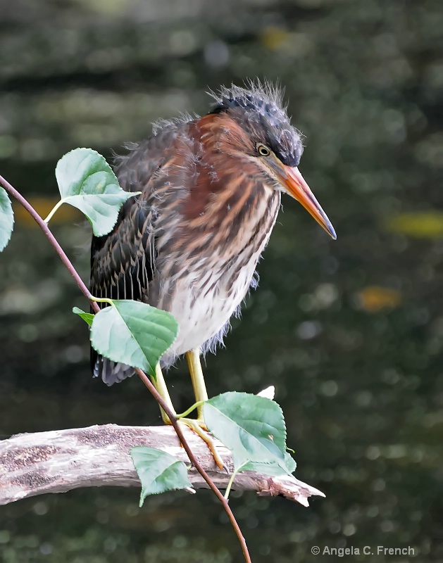 Look at Those Baby Feathers!