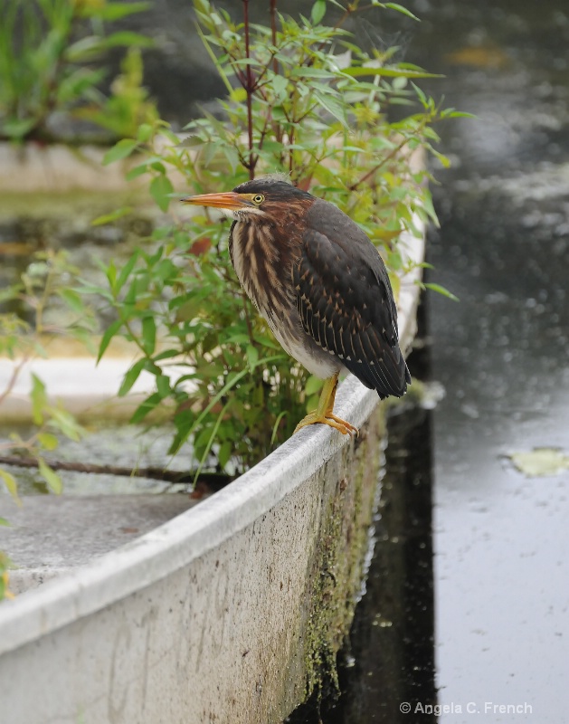 Sunken Boat Visitor