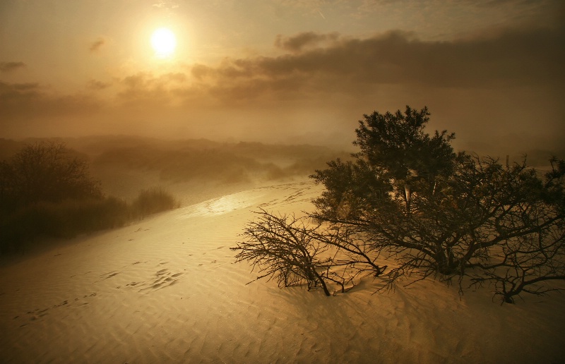 Sunrise Over Foggy Dunes