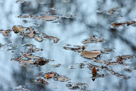 Fallen leaves over light blue waters
