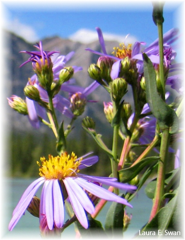 Rocky Mountain Aster 