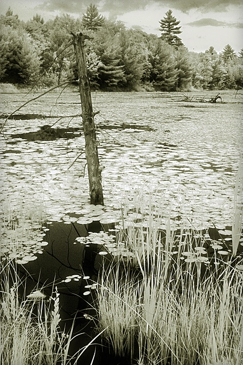 Beaver Pond - ID: 8832695 © Eric Highfield