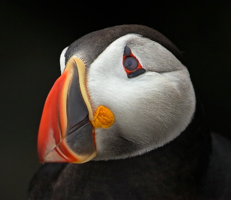 Puffin Portrait 2