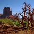 © Patricia A. Casey PhotoID # 8834719: Tree and the Mitten