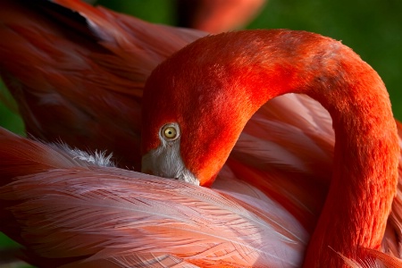 Flamingo