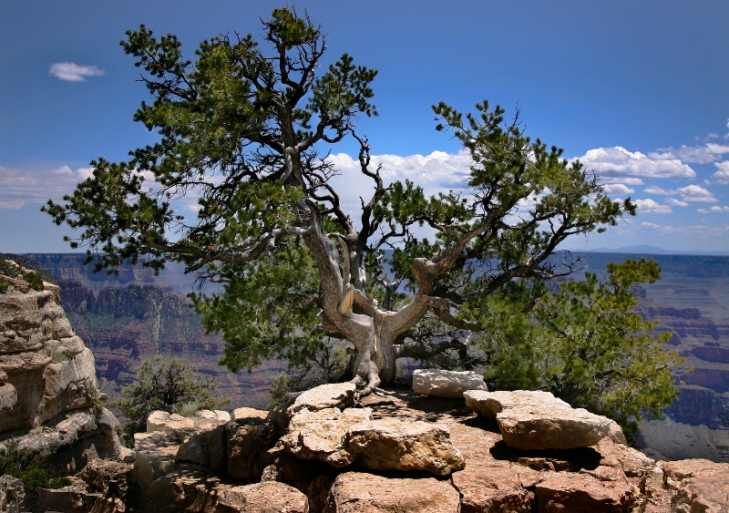 Tree at Bright Angel Point - ID: 8834991 © Patricia A. Casey