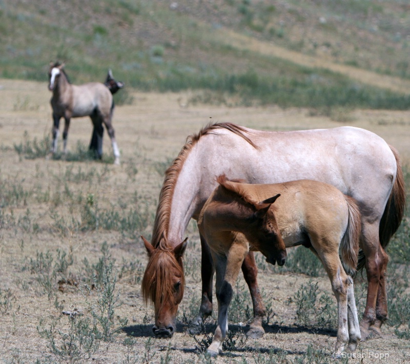 Spanish Mustangs - ID: 8835164 © Susan Popp
