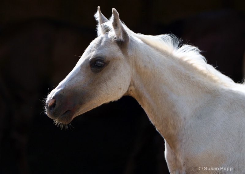 Portrait of Beauty - ID: 8835168 © Susan Popp