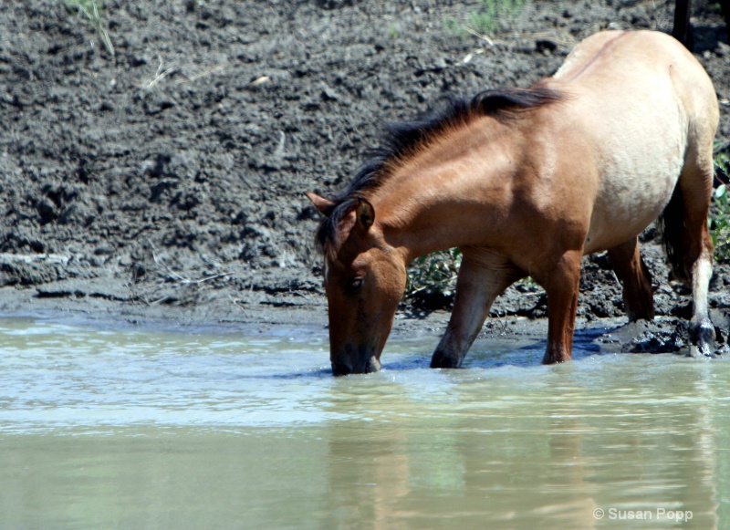 Drinking at the river - ID: 8835171 © Susan Popp