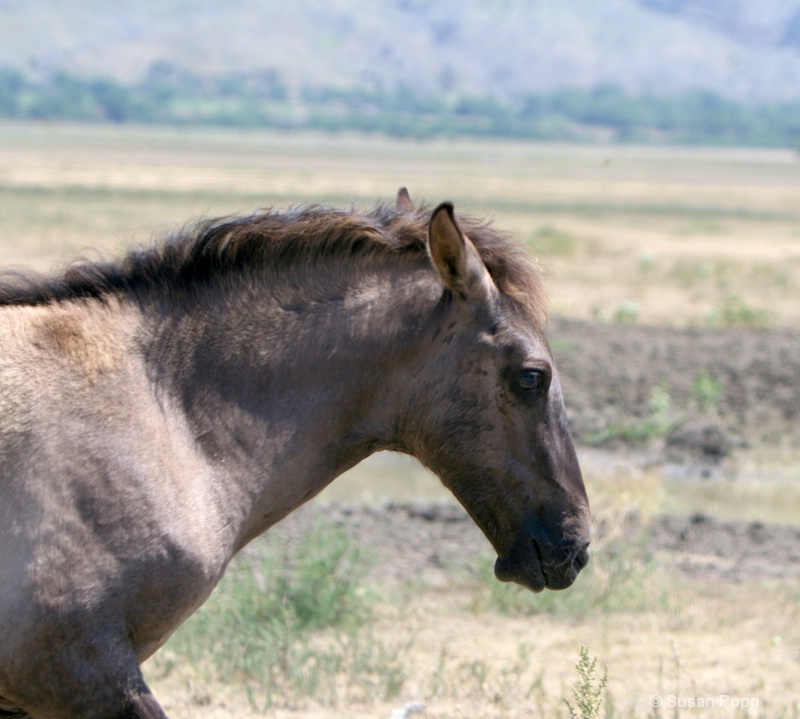 Mustang - ID: 8835173 © Susan Popp