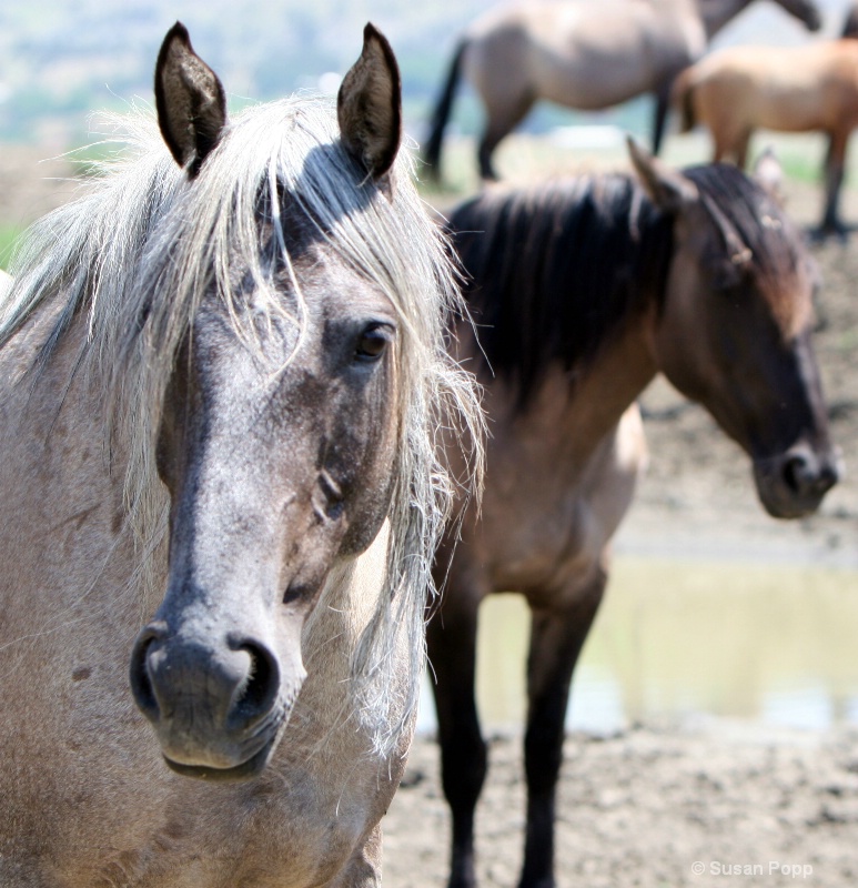 Mares at the river - ID: 8835184 © Susan Popp