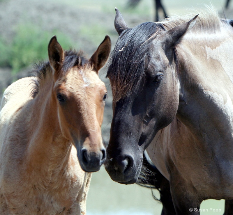 Mustang Mare and foal - ID: 8835188 © Susan Popp