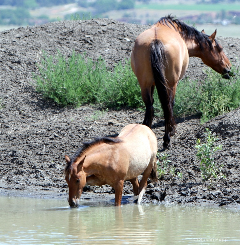 Drinking from the River - ID: 8835196 © Susan Popp