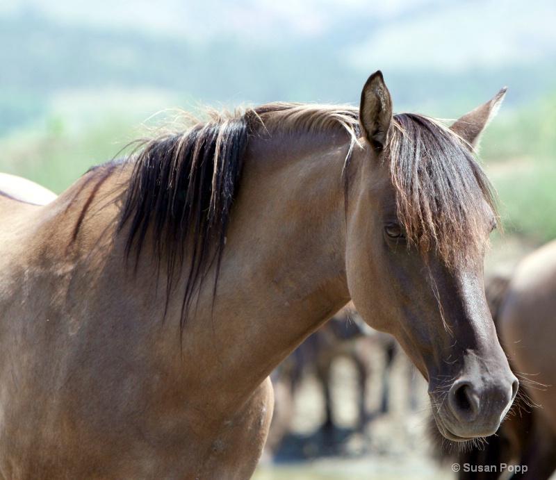Spanish Mustang Mare - ID: 8835200 © Susan Popp