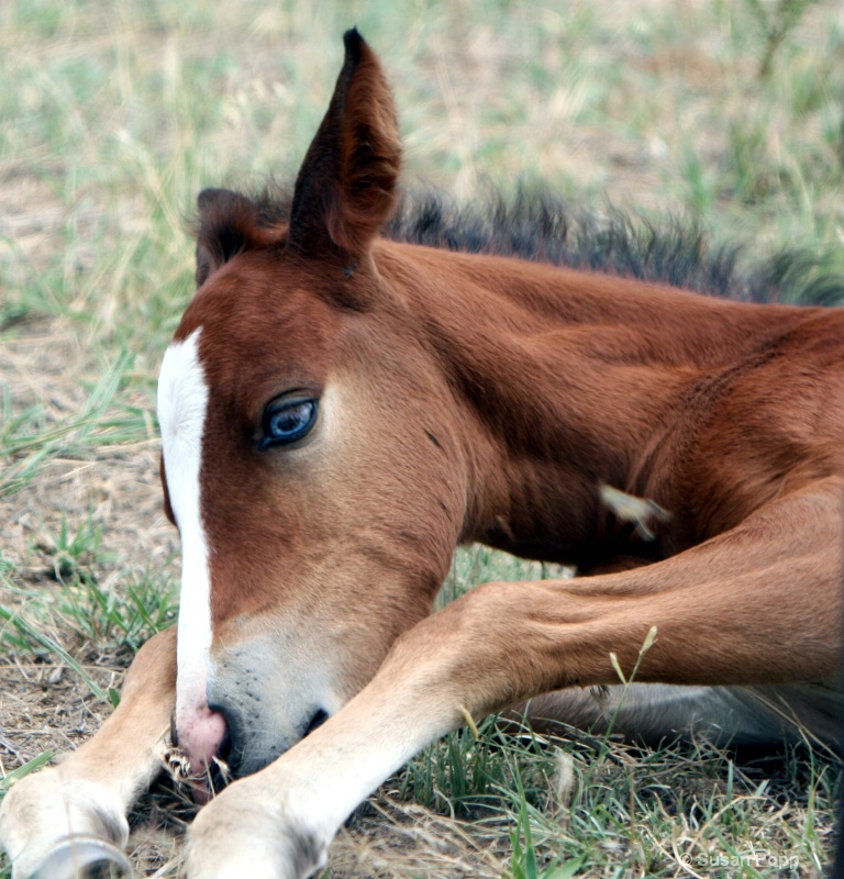 Mustang Foal - ID: 8835203 © Susan Popp