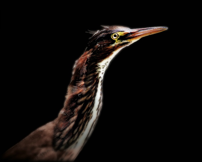 American Bittern