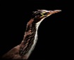 American Bittern