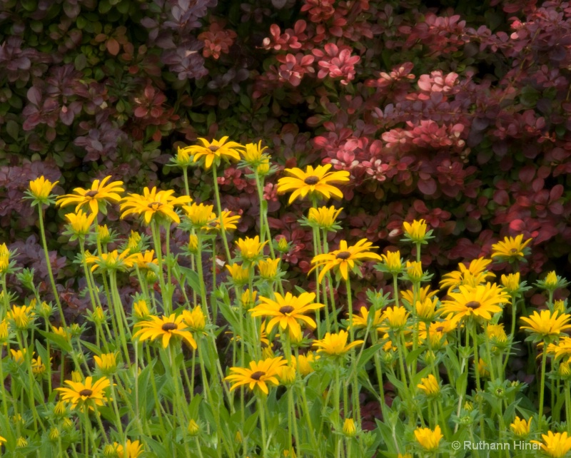 Flowers at 7 a.m.