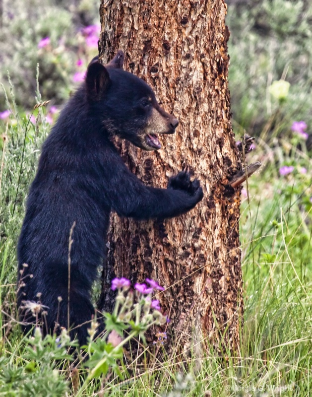 Bear cub 2