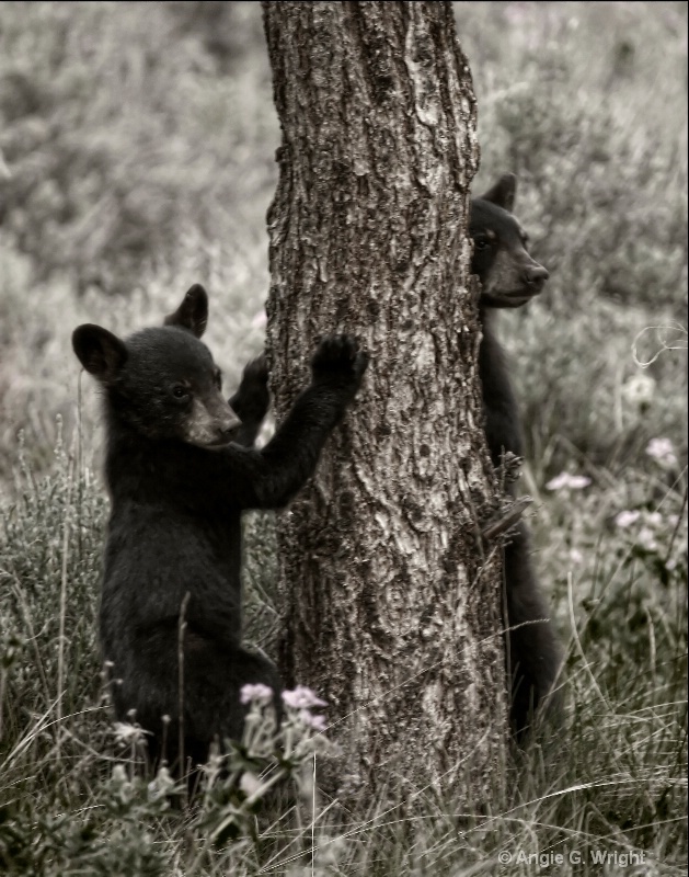 Bear cub monochrome