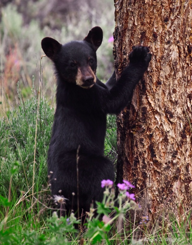 Bear cub 4
