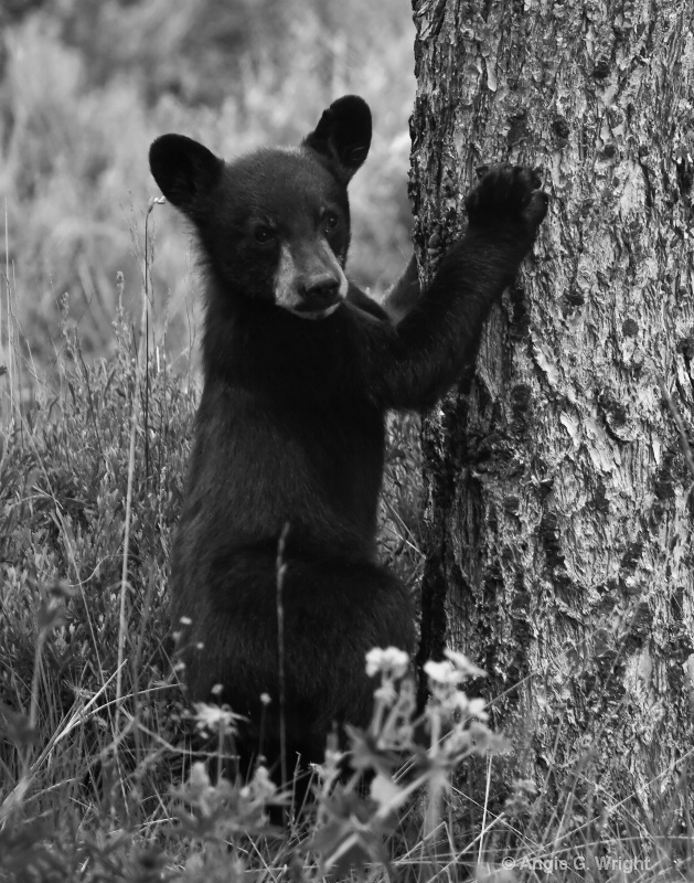 Bear cub monochrome 2